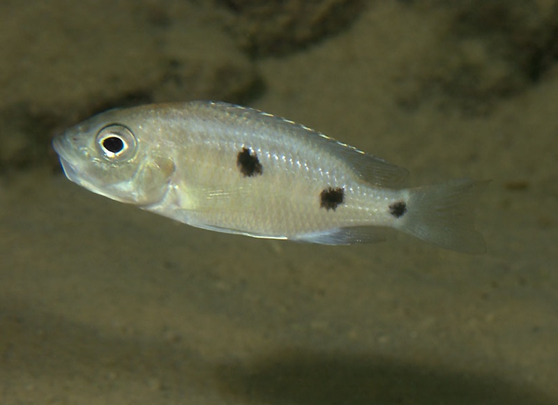Copadichromis parvus 'Nkhungu Reef'